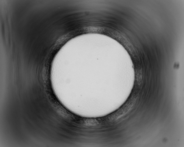 X0000103330357200810171429