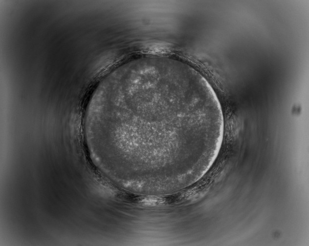 X0000103330415200810171428