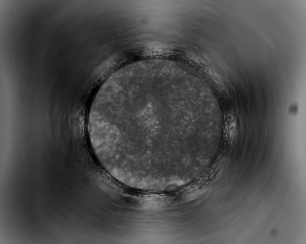 X0000103330716200810171424