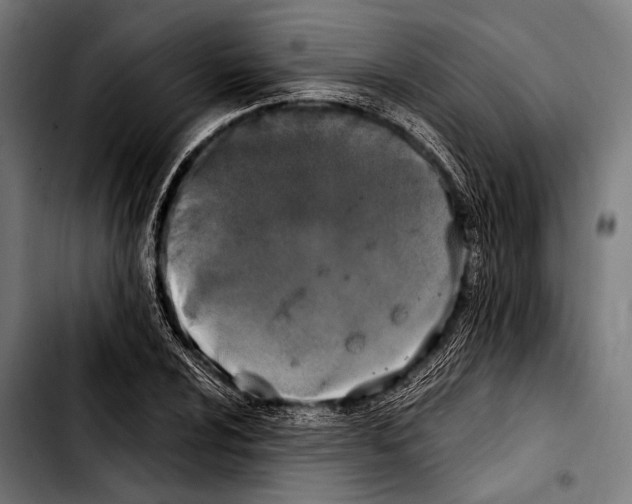 X0000103331024200810171419