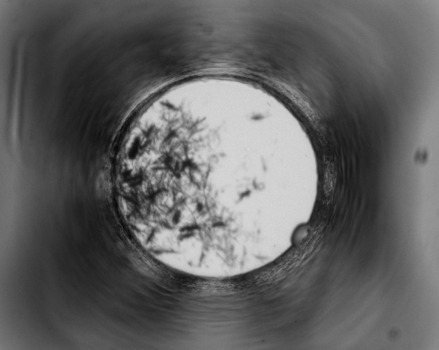 X0000103331356200810171414