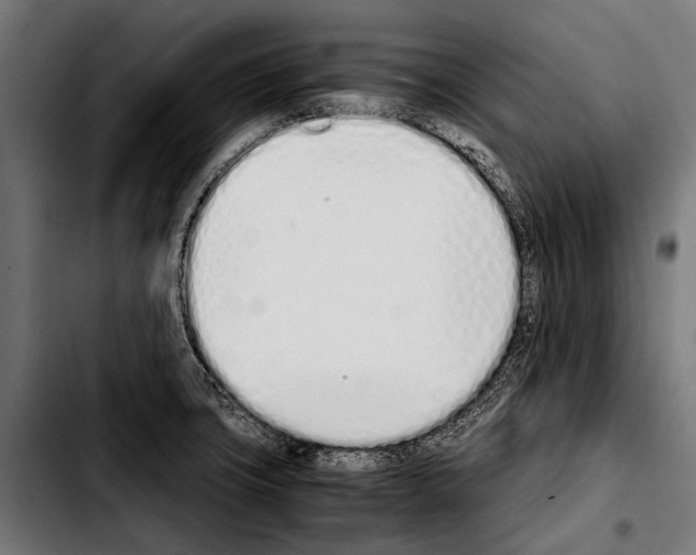 X0000103331427200810171414