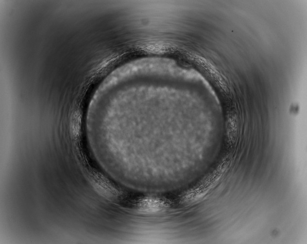 X0000103400596200810100935