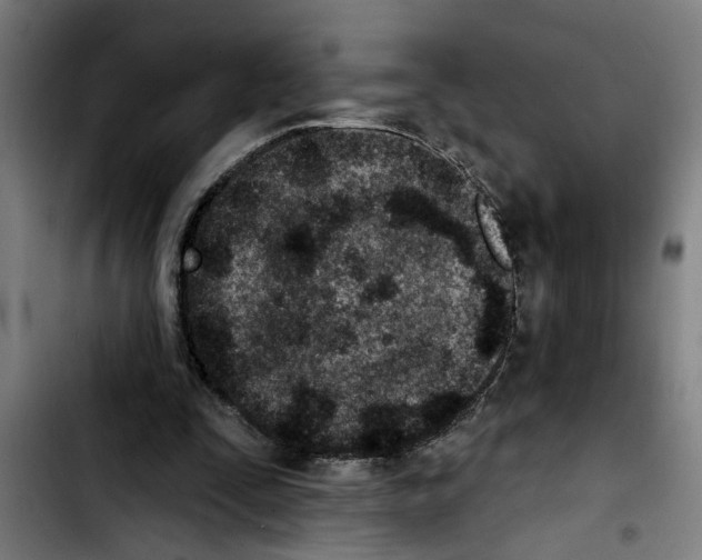 X0000103400295200810241017