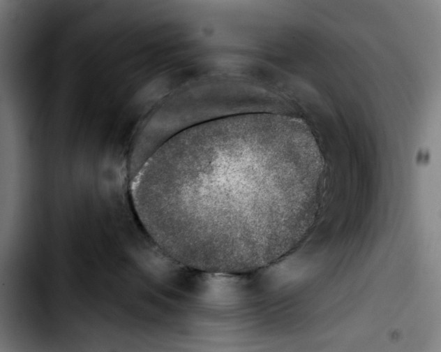 X0000103400336200810241016