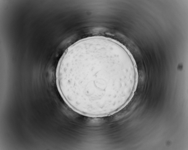 X0000103400527200810241013