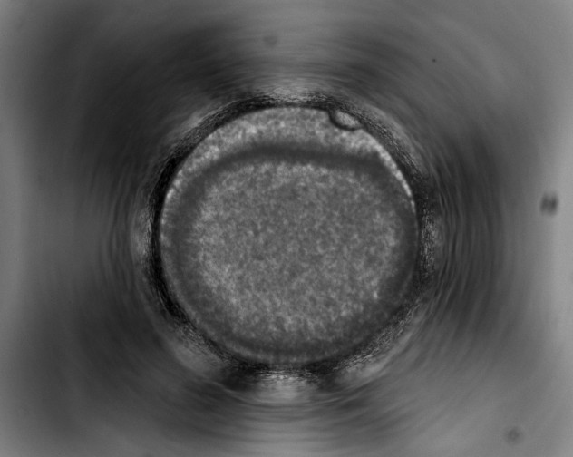 X0000103400596200810241012