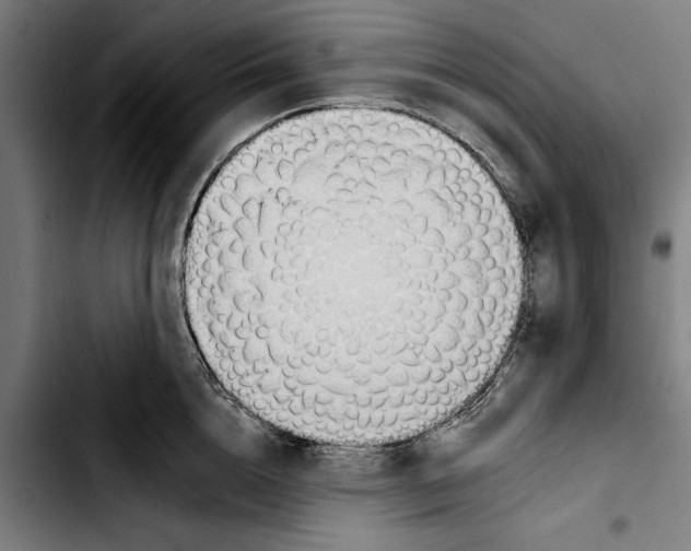 X0000103400856200810241009