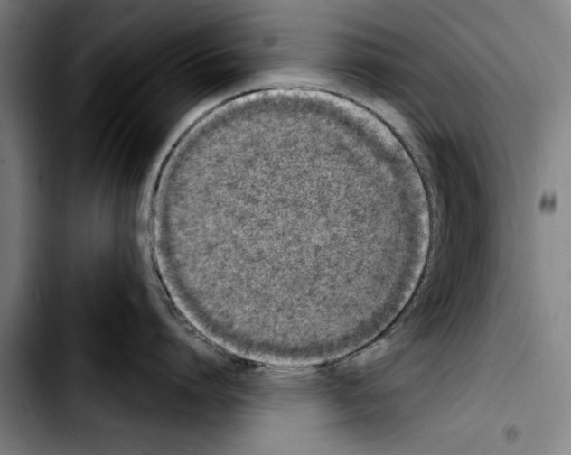 X0000103400864200810241009