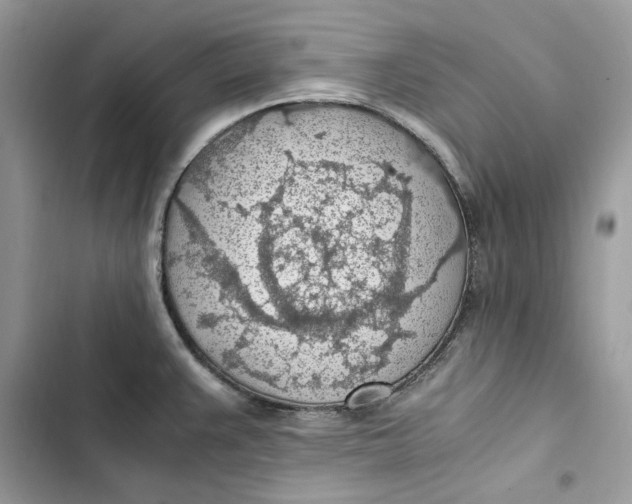 X0000103411383200810031236