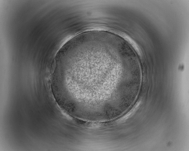 X0000103411385200810031236