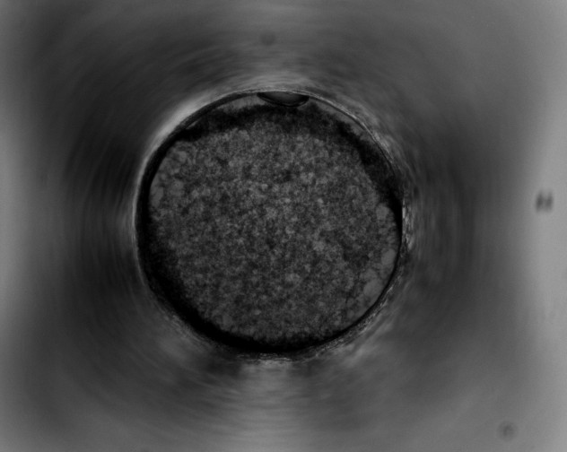 X0000103410196200810241216