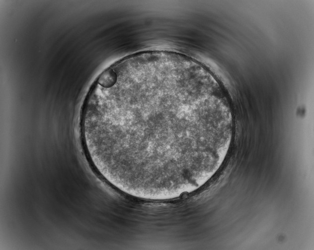 X0000103411331200810241159