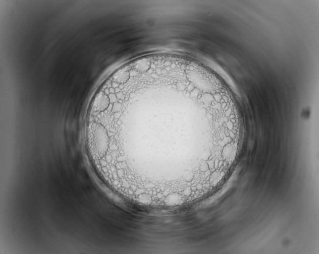 X0000103421338200810241025