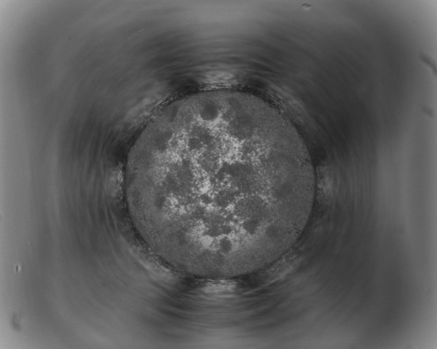 X0000103430369200809191706