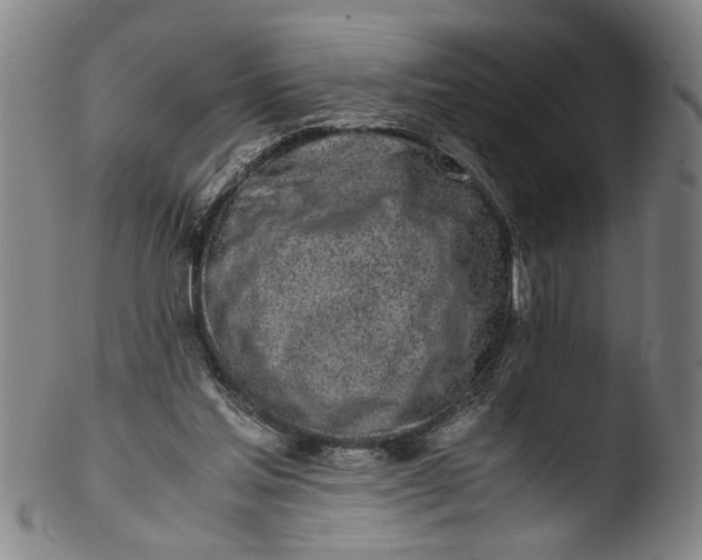 X0000103430205200809261739