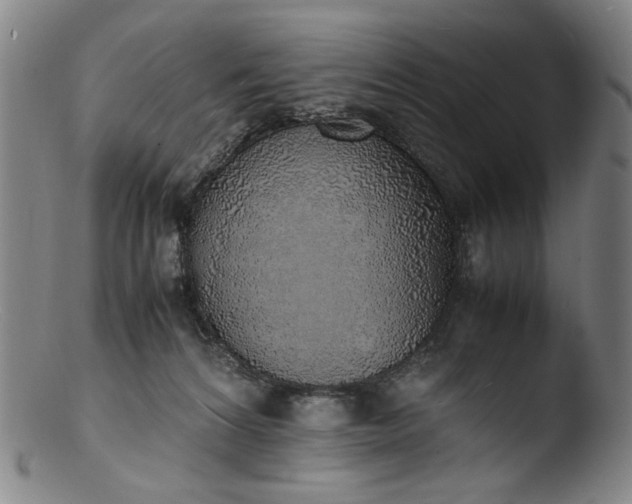 X0000103430224200809261738