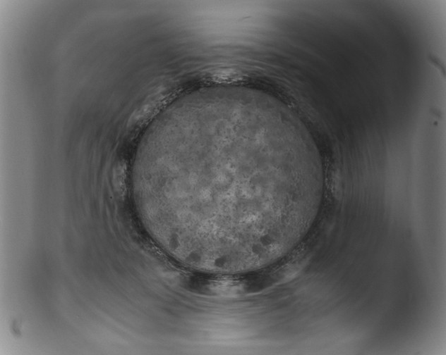 X0000103430319200809261737