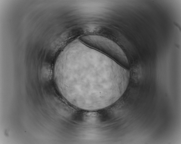 X0000103430324200809261737