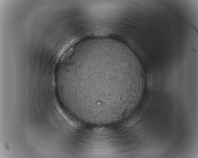 X0000103430634200809261731