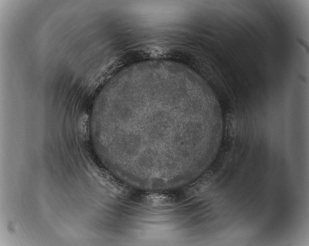 X0000103430650200809261731