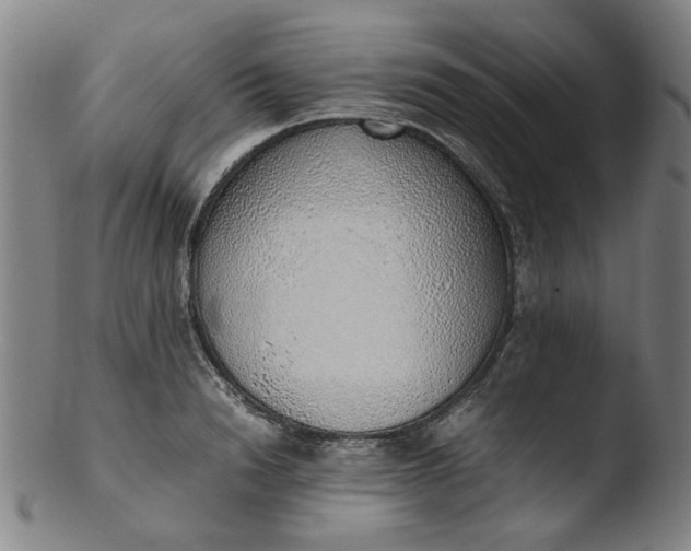 X0000103430846200809261729