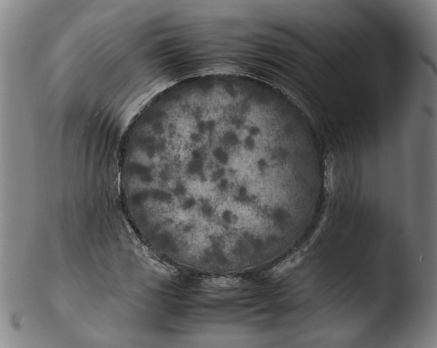 X0000103431117200809261724