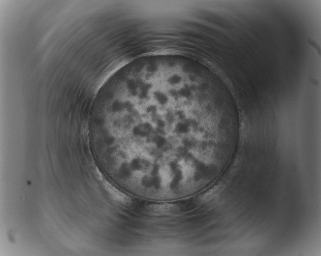 X0000103431425200809261720