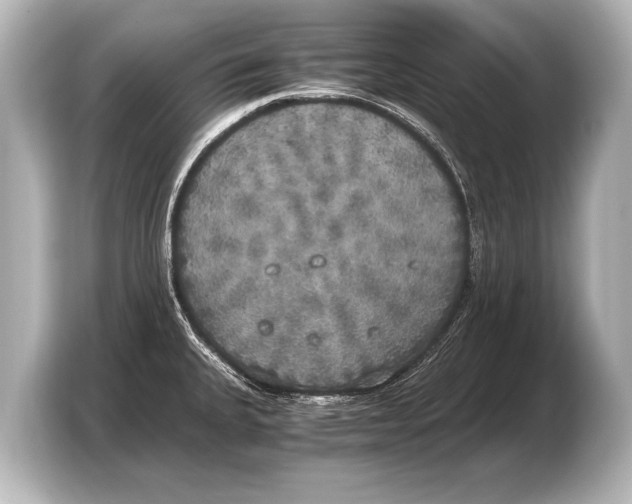 X0000103431335200810031343