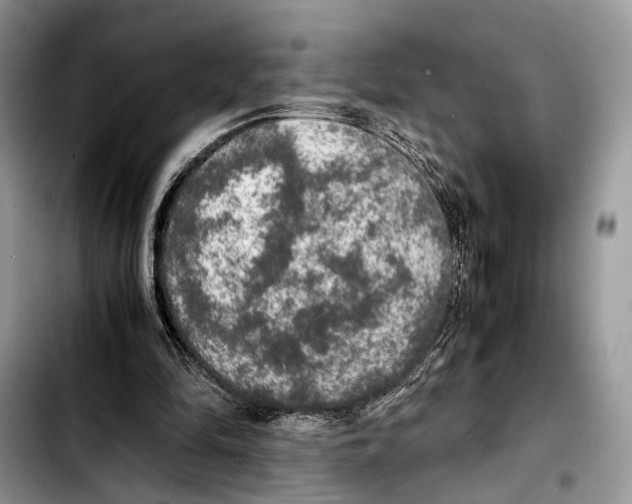 X0000103430294200810101048