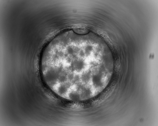 X0000103430303200810101048