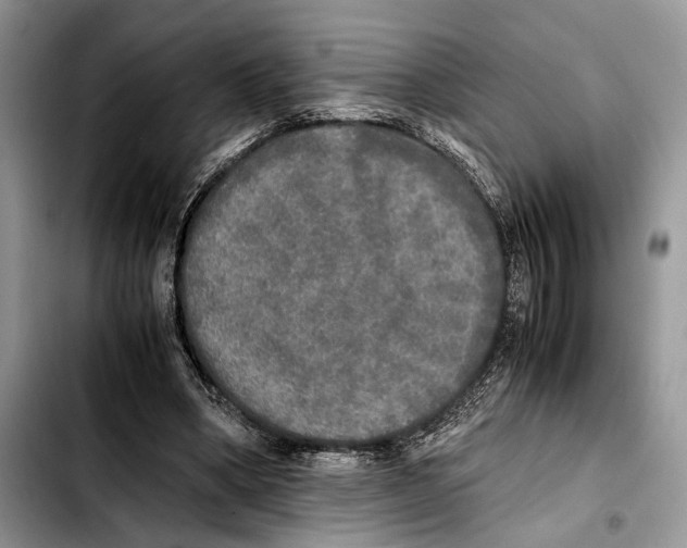 X0000103430394200810101047