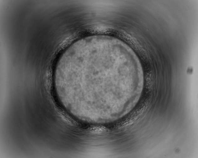 X0000103430642200810101043