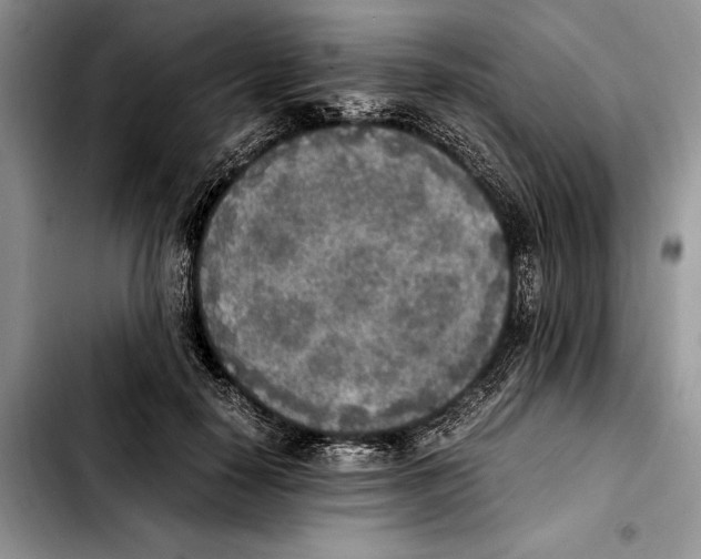 X0000103430650200810101043