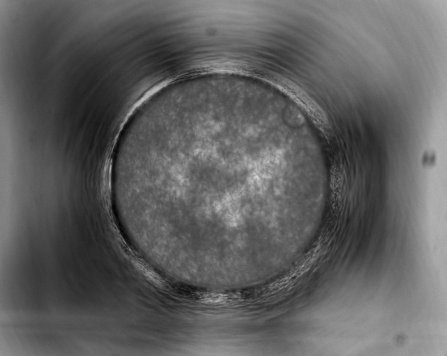 X0000103430790200810101041