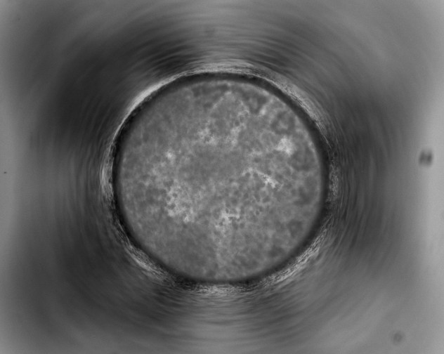X0000103430830200810101040