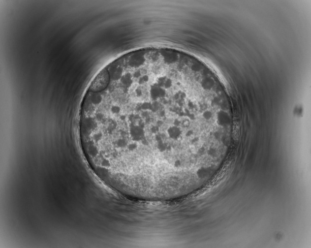 X0000103430903200810101039