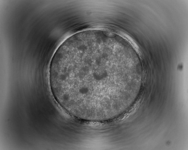 X0000103430907200810101039