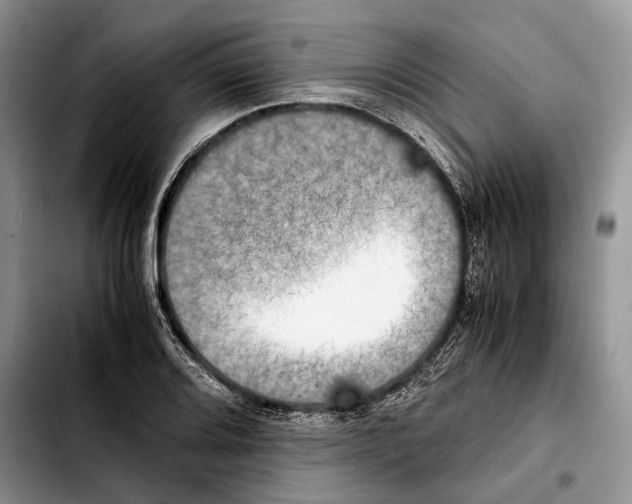 X0000103431080200810101037