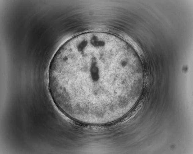 X0000103431095200810101037