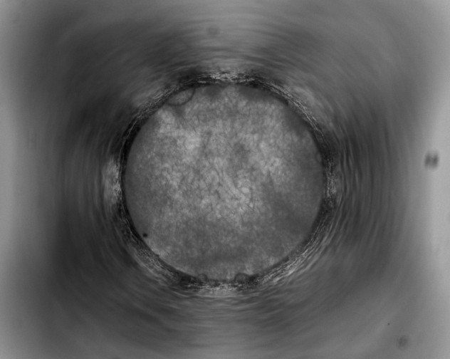 X0000103431106200810101036