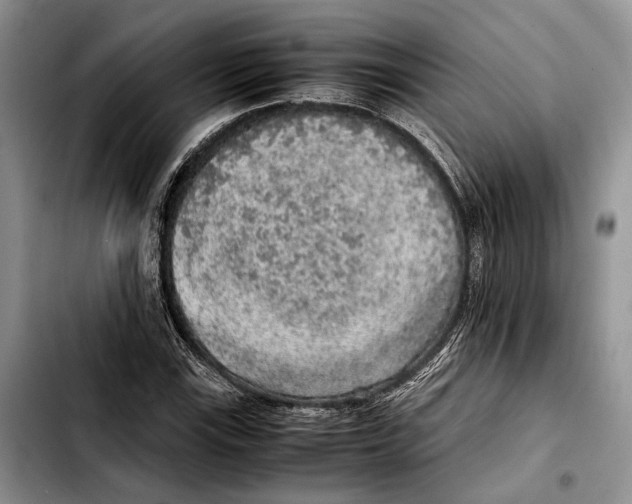 X0000103431115200810101036