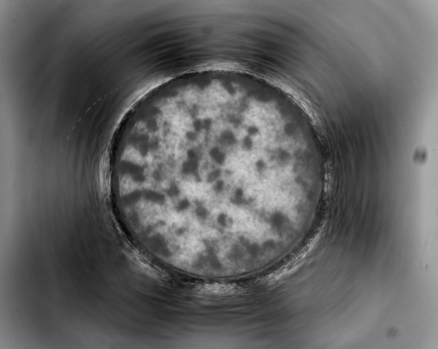 X0000103431117200810101036
