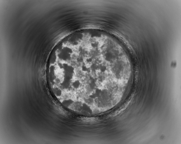 X0000103431121200810101036