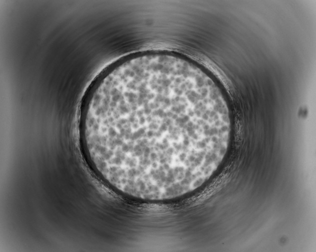 X0000103431124200810101036