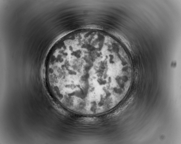 X0000103431125200810101036