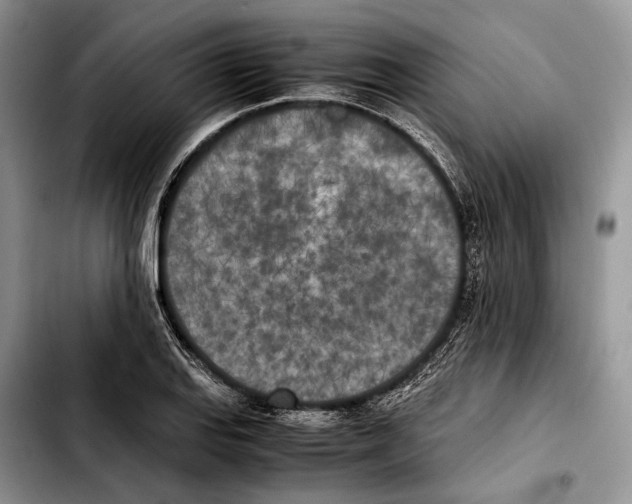X0000103431127200810101036