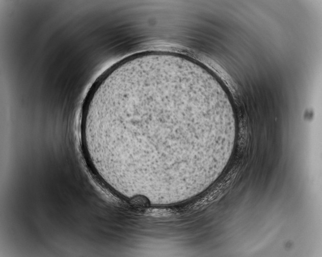 X0000103431128200810101036