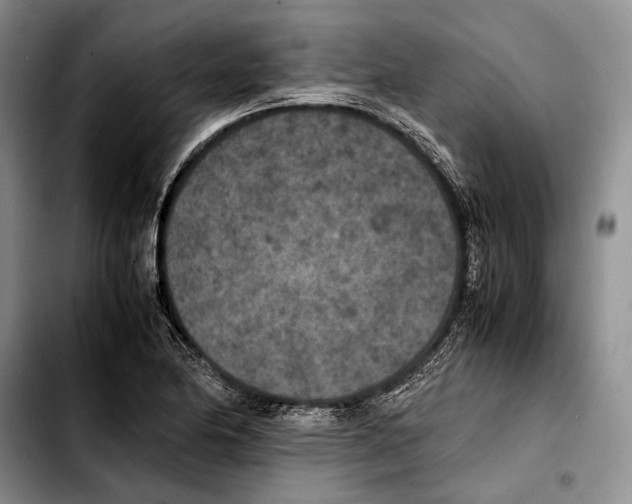X0000103431174200810101035
