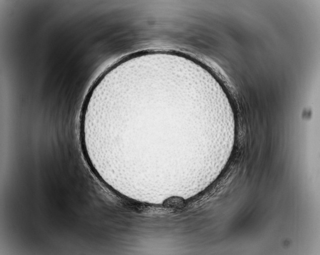X0000103431183200810101035